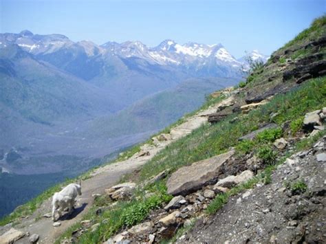 Glacier National Park Wildlife - Photos and Pictures