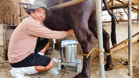 Dairy Farming Paano Ang Tamang Proseso Sa Pagkuha Ng Gatas Ng