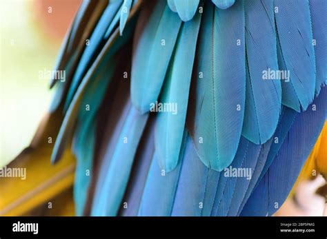 elegant macro natural texture   feathers   blue  yellow