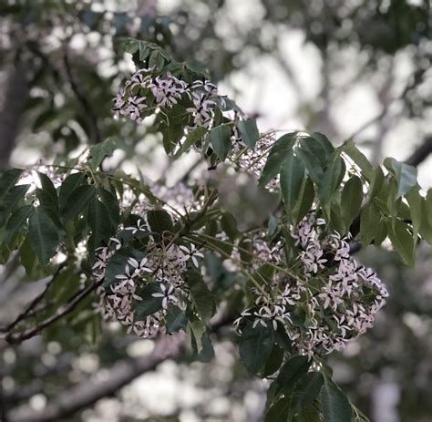 Melia Azedarach White Cedar Local Seeds