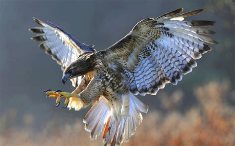 Hawk Hd Desktop Wallpaper Widescreen High Definition Fullscreen