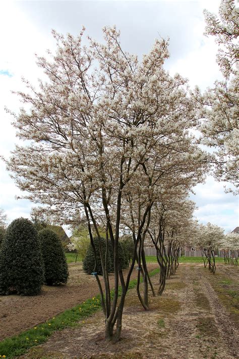 Amelanchier - Garden Plantation