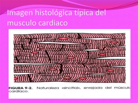 Tipos De Musculo Liso PPT Descarga Gratuita