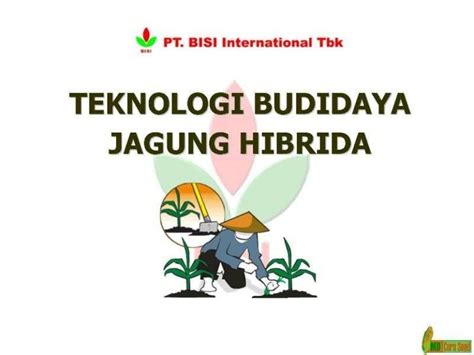 Teknologi Budidaya Jagung Hibrida