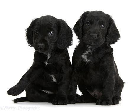 Dogs Black Cocker Spaniel Puppies Photo Wp39376