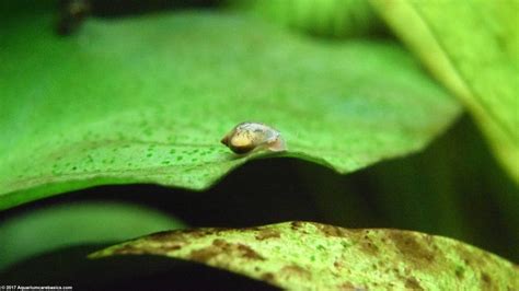 Anubias Barteri Plant Types Care Propagation Algae