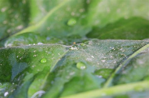 how to get rid of spider mites on houseplants