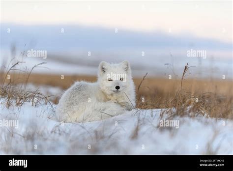 Wild Arctic Fox In Tundra Arctic Fox Lying Sleeping In Tundra Stock