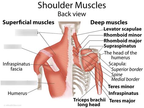 Back And Shoulder Muscles Diagram Quizlet