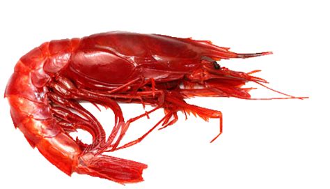 Shrimp PNG Transparent Images, Pictures, Photos