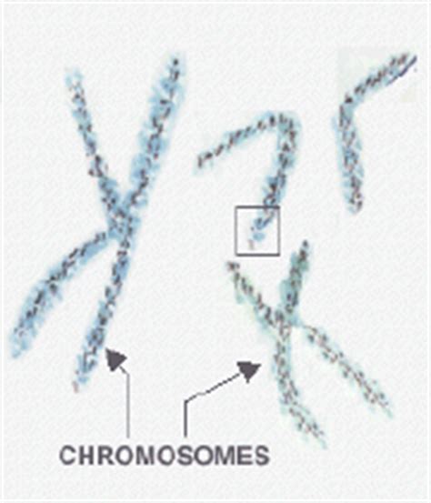 Chromosomes Polyploidy And Why Sex Evolved