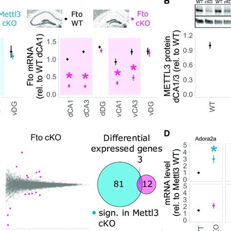 Deletion Of Mettl Or Fto In Adult Excitatory Neurons Of The