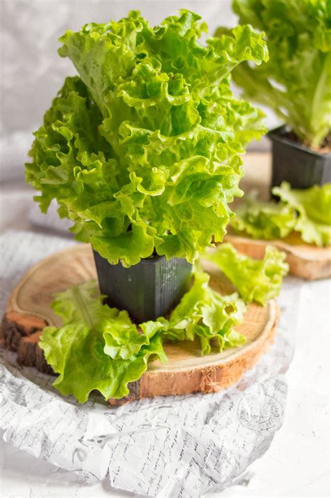 how to grow a lettuce garden 4