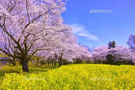 満開の桜と菜の花畑 写真素材 5405154 フォトライブラリー Photolibrary