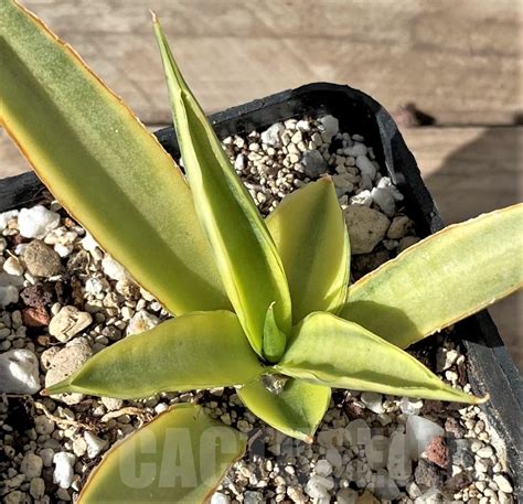 Shpr Sansevieria Gracilis F Variegata