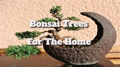 Bonsai Trees For The Home - Cable13