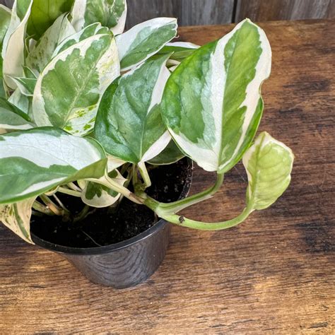 Epipremnum 'N’Joy' Pothos – Wasson Nursery