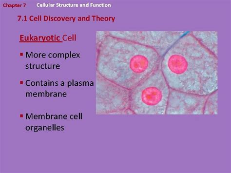 Cell Structure And Transport 7 1 Objectives Describe