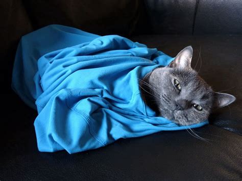 Eliminar Los Pelos De Gato De La Ropa Siete Trucos Consumer