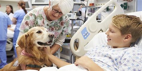 Tiergest Tzte Therapie Ausbildung Und Ziele Der Tiertherapie