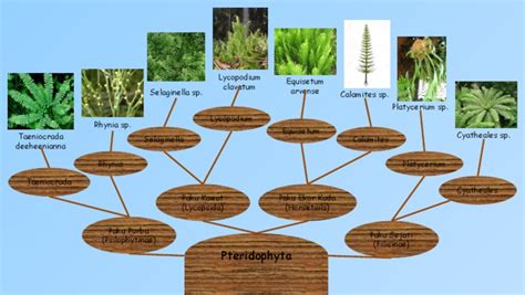 Pohon Filogenik Pteridophyta Pdf