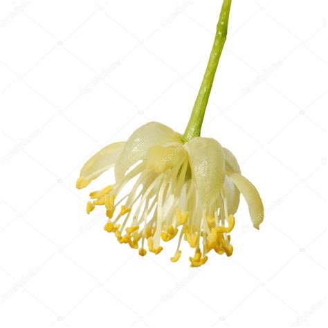 Linden flower — Stock Photo © vblinov #1919547