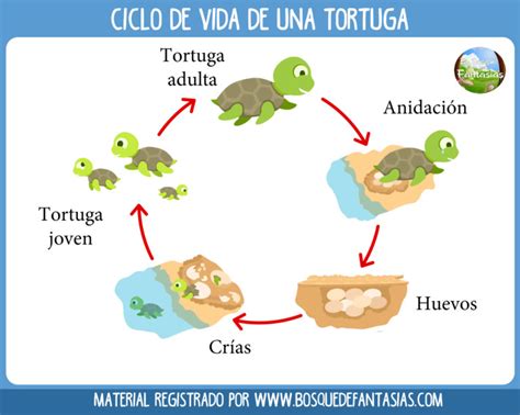 Fichas Con Los Ciclos De Vida De Los Seres Vivos Para Primaria