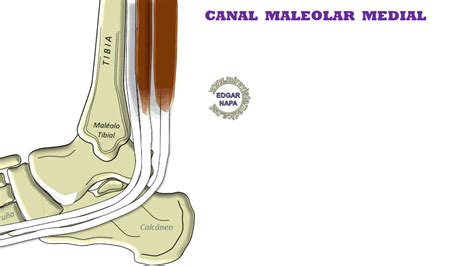 Descripción De Diversos Temas De Anatomía Humana Imagenología Y