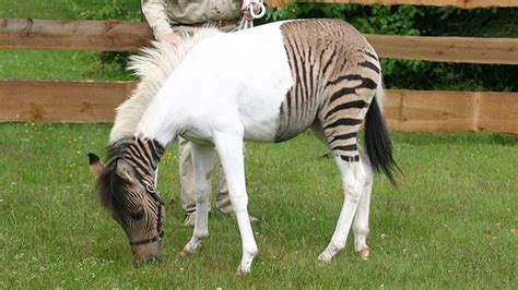 Cosè Uno Zebroide Il Curioso Ibrido Tra Un Cavallo E Una Zebra Le