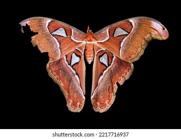 Atlas Moth Living Specimen Southeast Asia Stock Photo 2217716937 ...