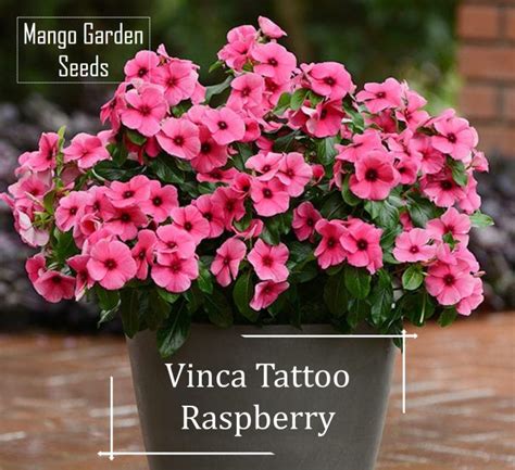 Tattoo Raspberry Vinca Flower Seeds Pot Friendly Tanam Pasu Biji