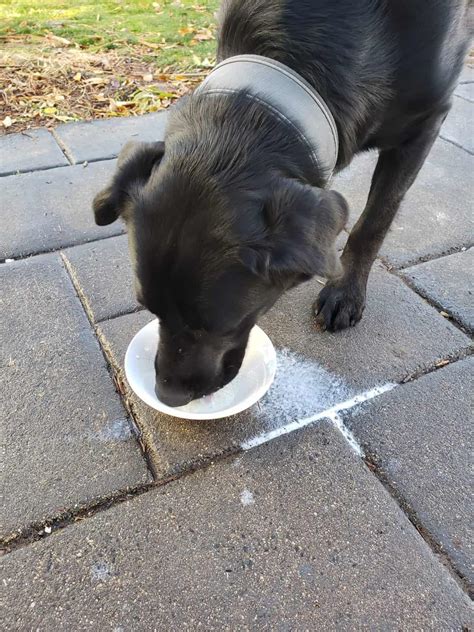 Can Dogs Drink Raw Milk