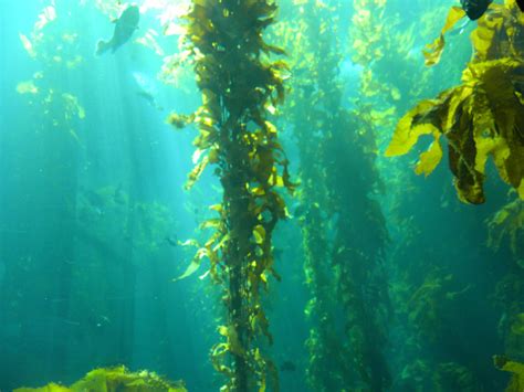kelp forrest  xxheartlesstragedyxx  deviantart