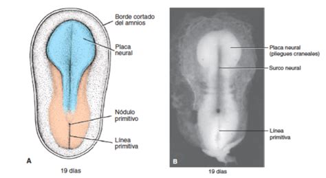 Fichas De Aprendizaje Embrio Sistema Nervioso Central Quizlet