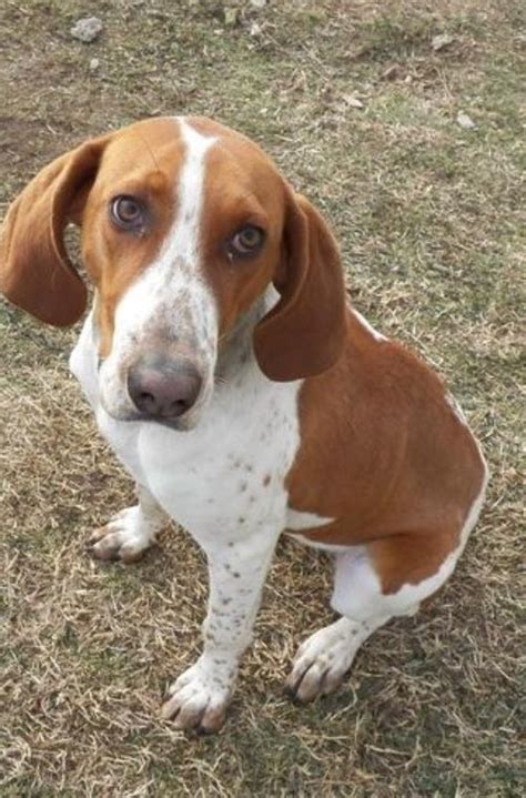 Red Tick Coonhound Redtick Coonhound F Named Marsha In Osceola Ar