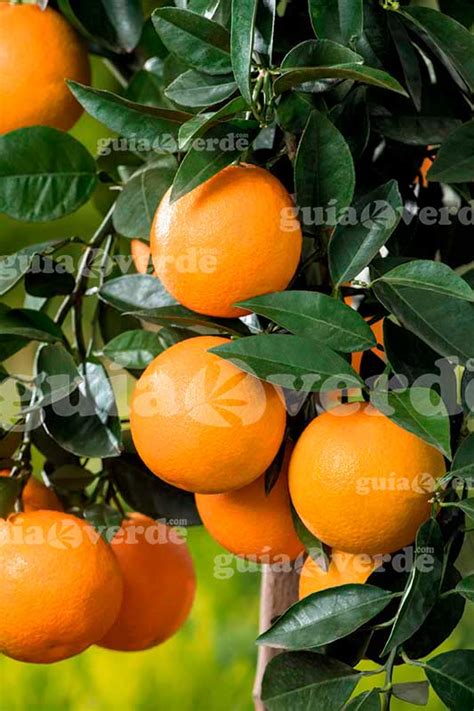 Citrus Sinensis Valencia Late Naranja Naranjo