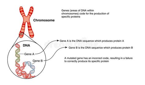 Difference Between Dna And Chromosome