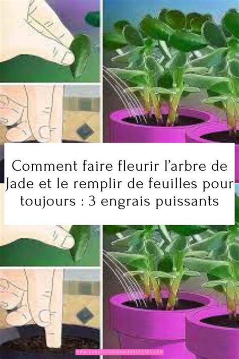 Comment Faire Fleurir Larbre De Jade Et Le Remplir De Feuilles Pour