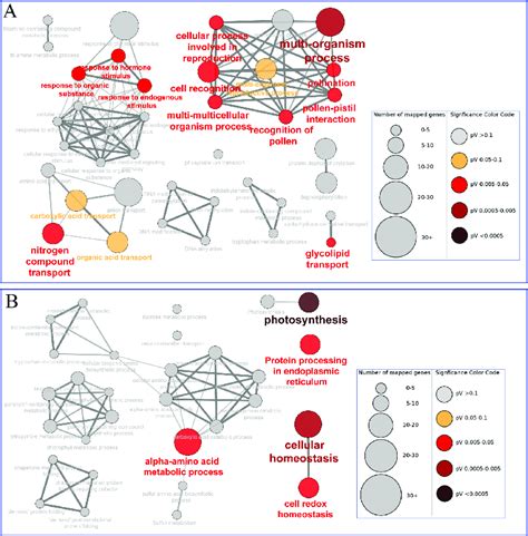 Go Enrichment Analysis Involved In Biological Processes Specific