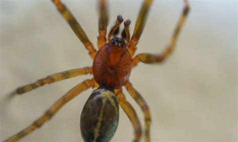 Common House Spider - A-Z Animals