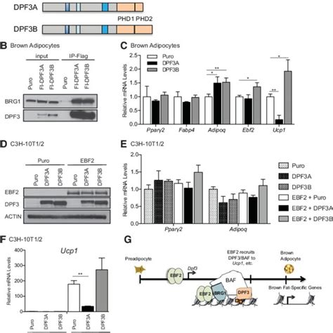 Critical Role For The Histone Binding Activity Of Dpf3 In Brown