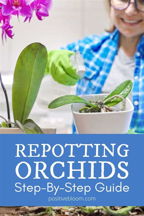 Orchid Propagation Tips And Techniques: A Step-by-Step Guide - [Updated January 2024 ]