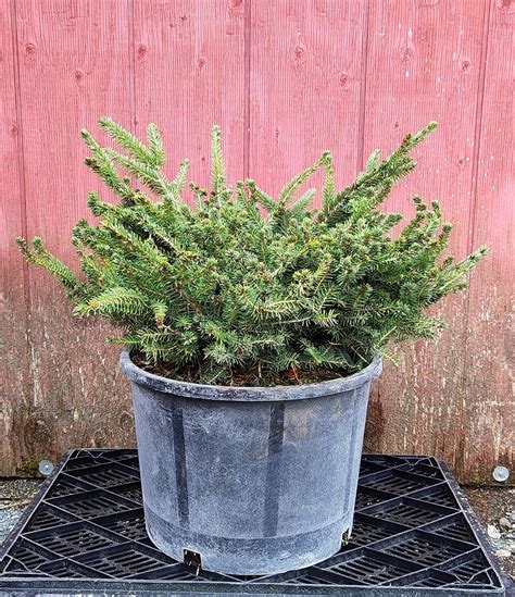 5 “nest Spruce” Picea Abies Nidiformis Spencers Garden Centre