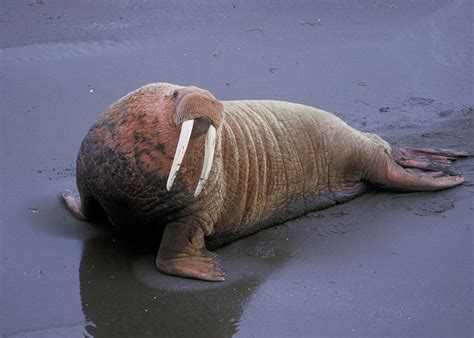 ENCYCLOPEDIA OF ANIMAL FACTS AND PICTURES: WALRUS