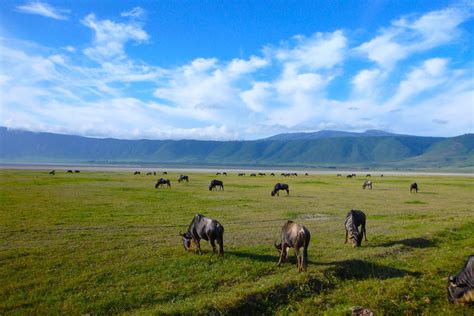 Ngorongoro Crater Day Trip Tanzania Wildlife Safaris