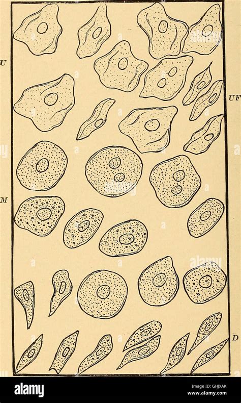 L Analyse Urinaire Et Le Diagnostic Par Examen Microscopique Et