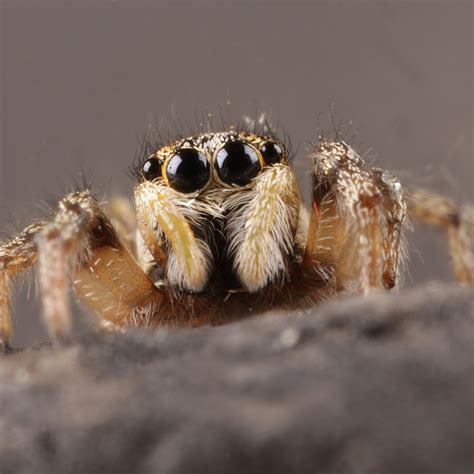 house jumping spiders 4