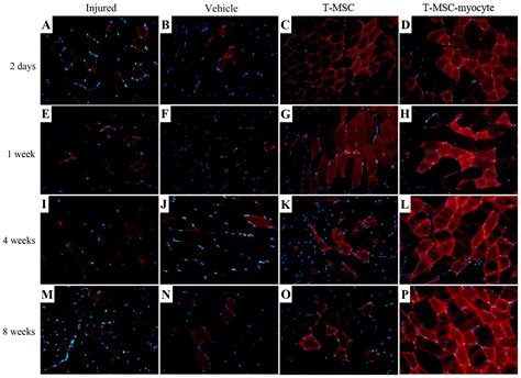 Myogenic Differentiation Potential Of Human Tonsil Derived Mesenchymal