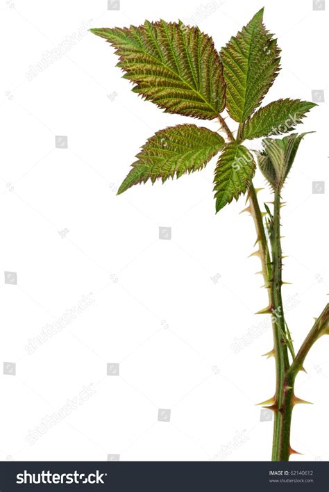 Bramble With Thorns Isolated One White Stock Photo 62140612 : Shutterstock