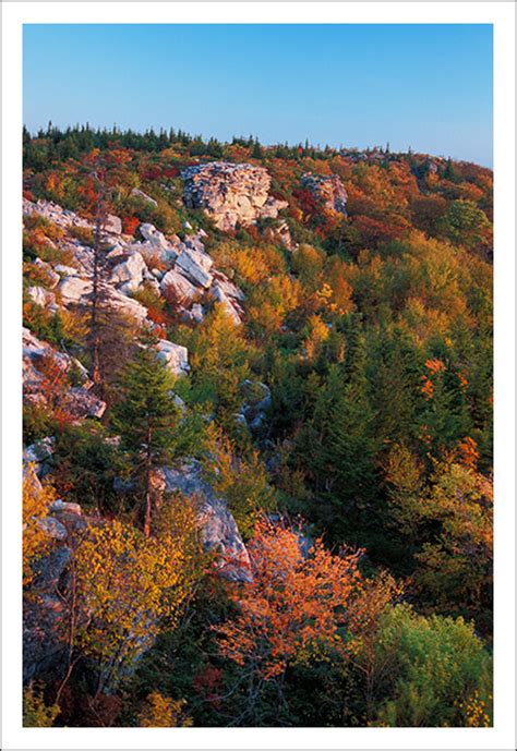 Nature In Focus Dolly Sods Wilderness John Zinn Enduring Light